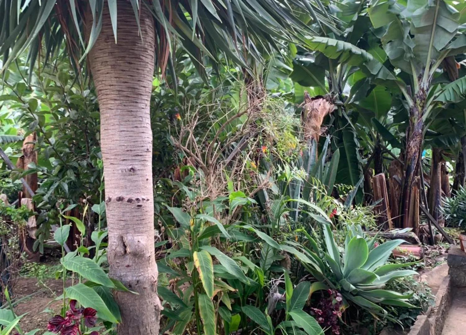 Pico Paraiso Madeira 폰타도솔 홈스테이